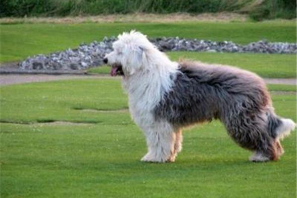 英国古代牧羊犬