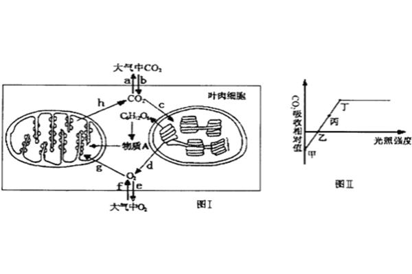 叶绿体的作用