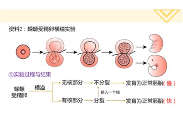 细胞的功能