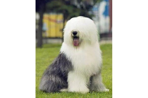 英国古代牧羊犬