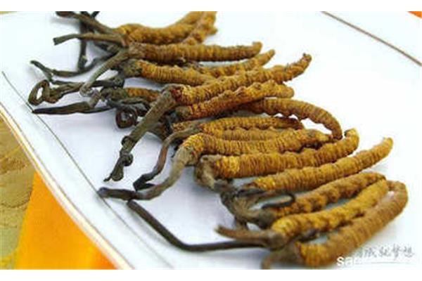 冬虫夏草怎么鉴别