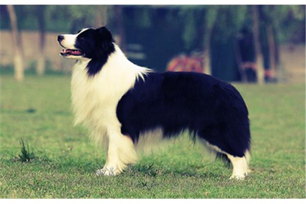 英国古代牧羊犬