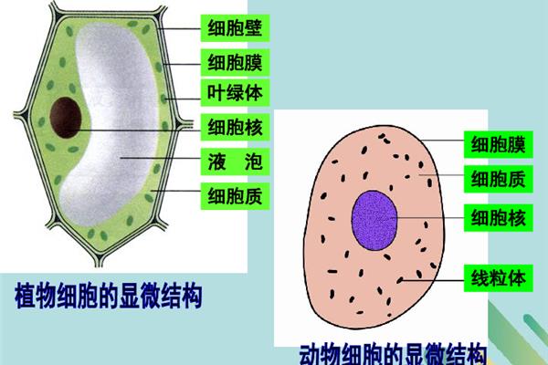 细胞的功能