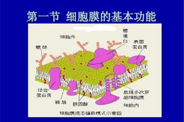 细胞的功能