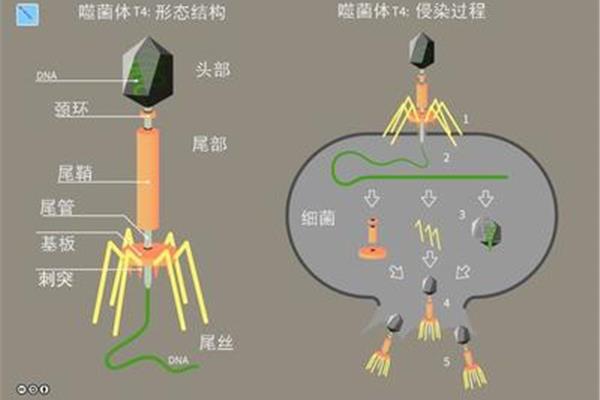 温和噬菌体