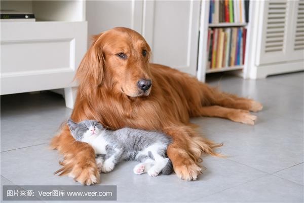 小猫和小狗的故事