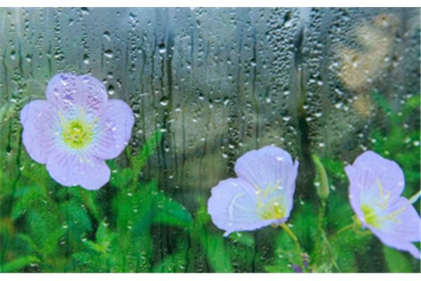 描写下雨的句子