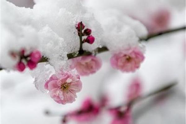 描写雪的唯美诗句