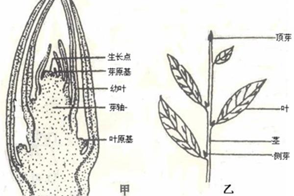 茎的结构示意图