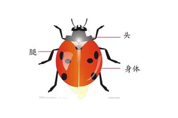 瓢虫有几条腿