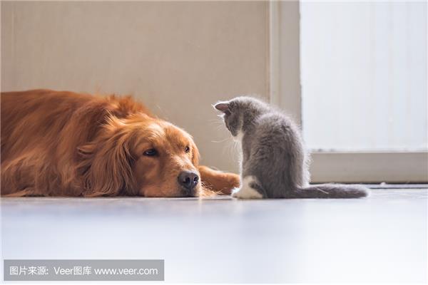 小猫和小狗的故事
