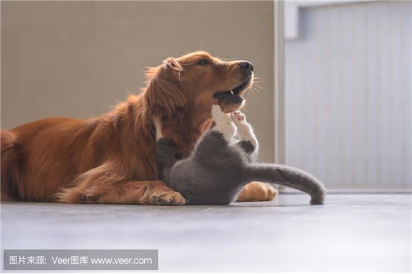 小猫和小狗的故事