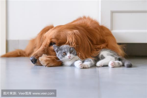 小猫和小狗的故事