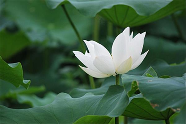 关于莲的诗句