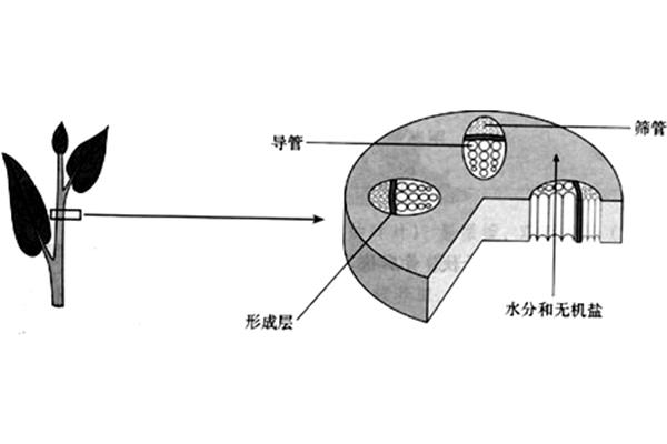 茎的结构示意图