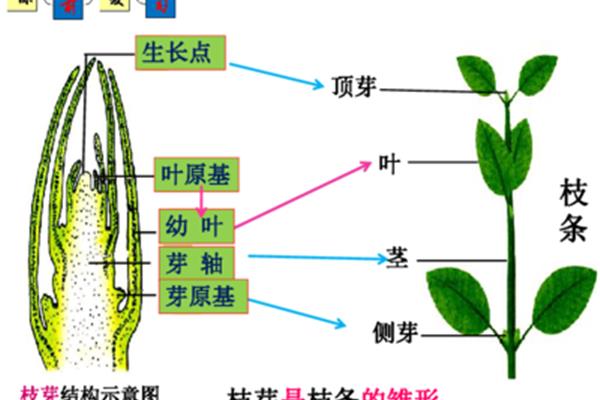 茎的结构示意图