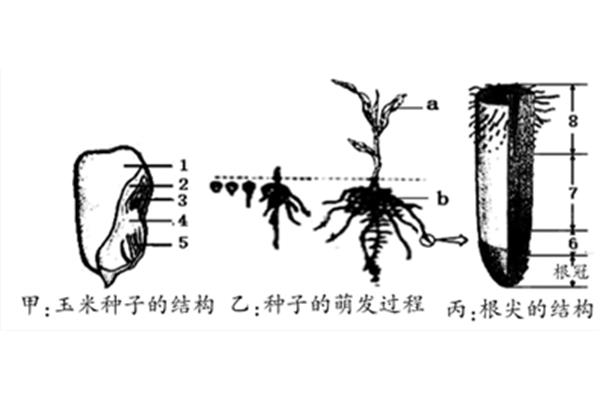 茎的结构示意图