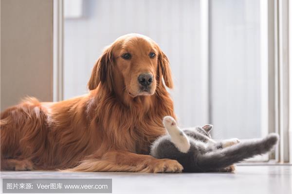 小猫和小狗的故事