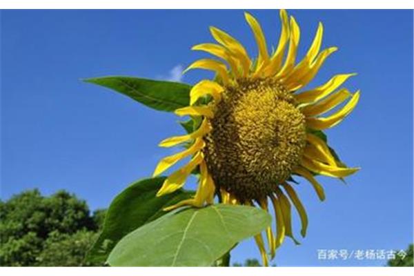 朝阳的诗句