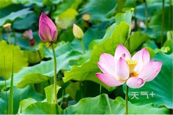 关于莲的诗句