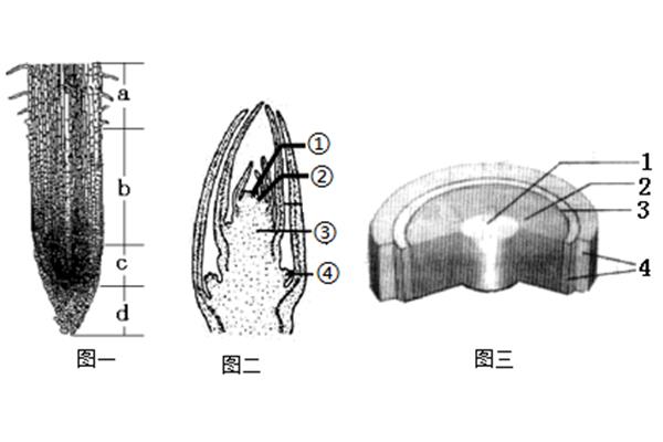 茎的结构示意图