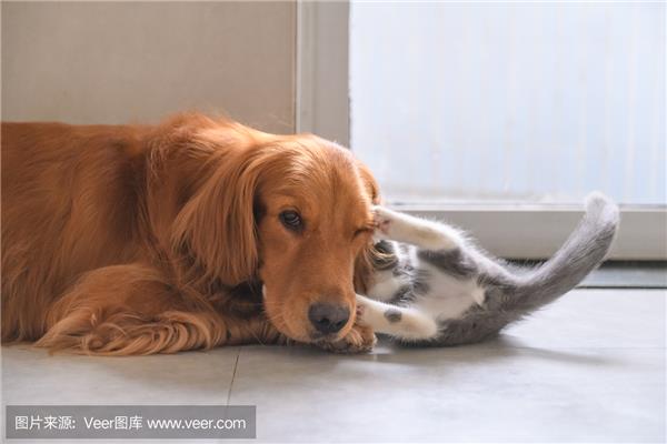 小猫和小狗的故事