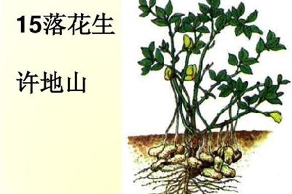 落花生ppt