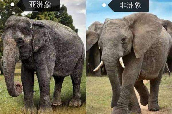 大象的体重