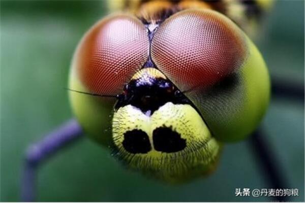 眼睛最多的动物