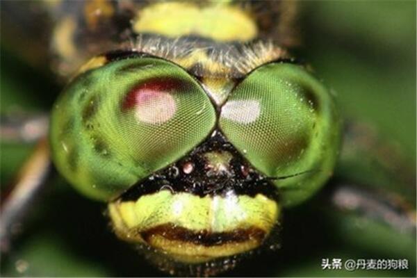 眼睛最多的动物