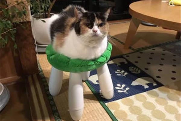 猫型机器人