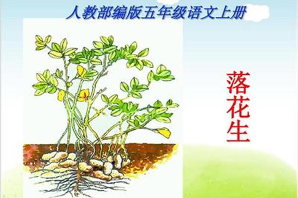 落花生ppt