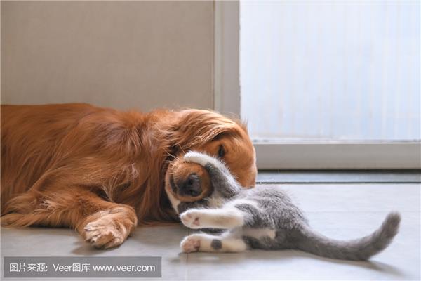 小猫和小狗的故事