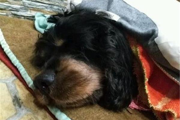 狗狗失声丸