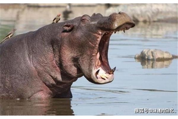 河马肉能吃吗