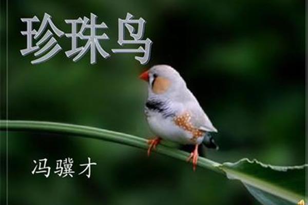 冯骥才珍珠鸟