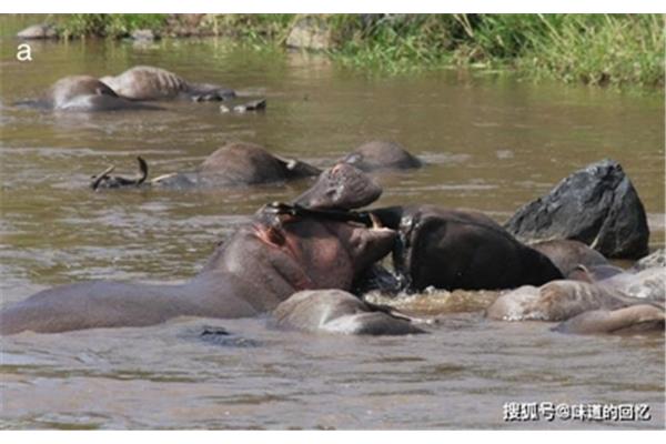 河马肉能吃吗