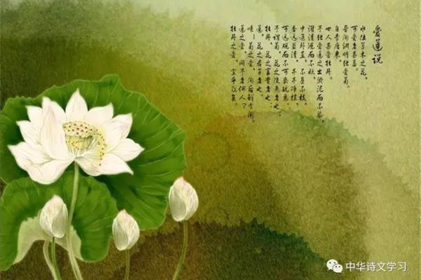 爱莲说文言文