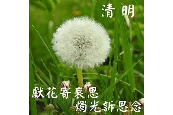 清明寄哀思的短句