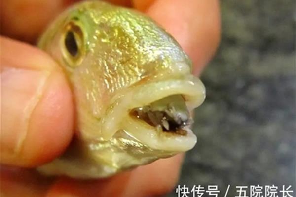 动物舌头的作用