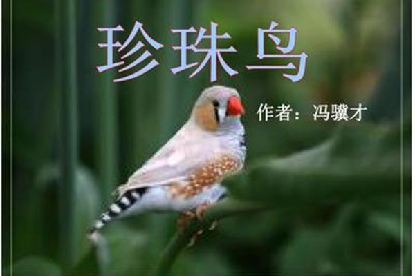冯骥才珍珠鸟