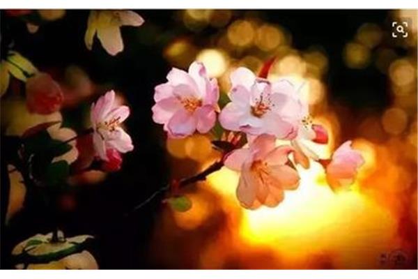 只恐夜深花睡去