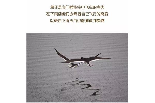 燕子低飞的原因
