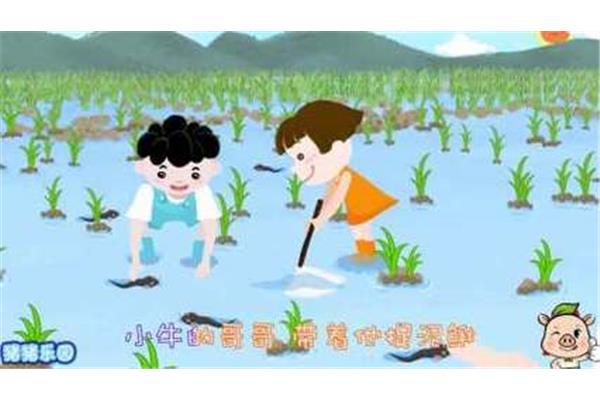 捉泥鳅的儿歌