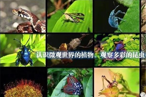 大自然的奥秘