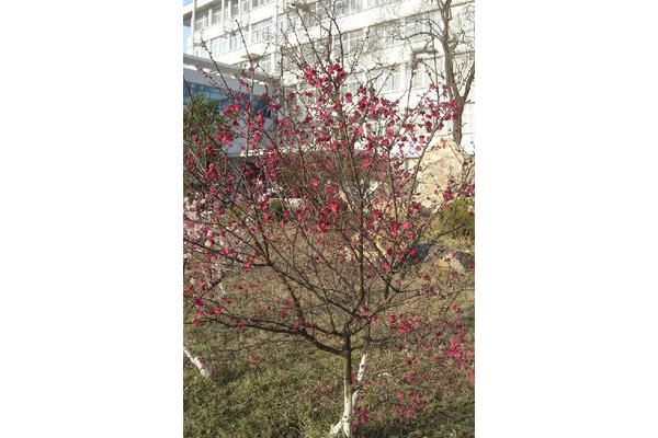 校园春色撩人