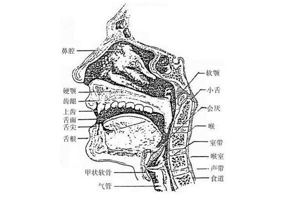 正常人的声带图片