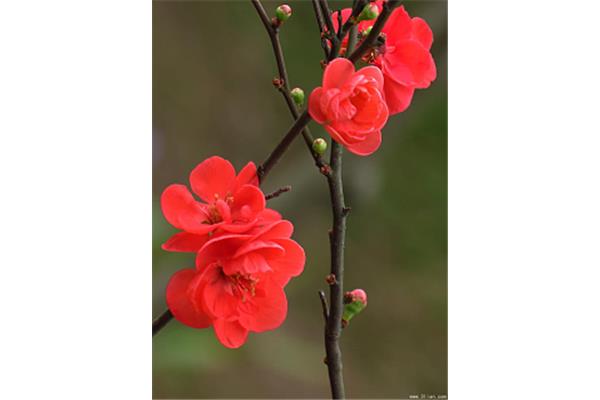 只恐夜深花睡去