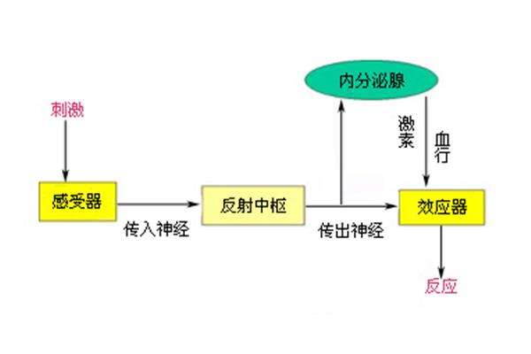 神经体液调节
