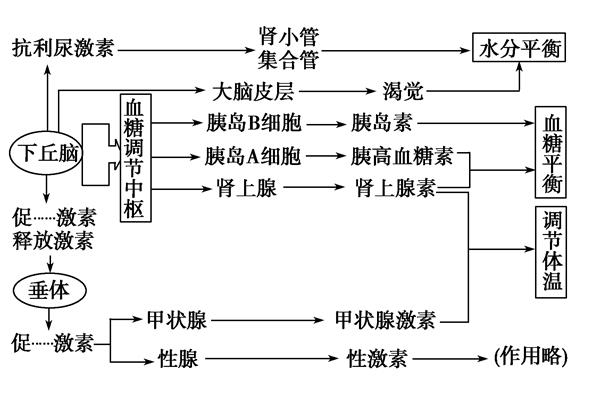 神经体液调节